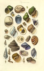 Conchological Manual Tafel 15. Bunte Muscheln, einschließlich Abalone-Muscheln