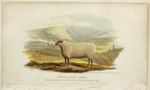 South Down Schafe von George Baxter