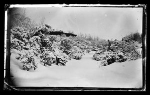 Rosenlaube von unten, Prospect Park, Brooklyn, ca. 1872-87 von George Bradford Brainerd