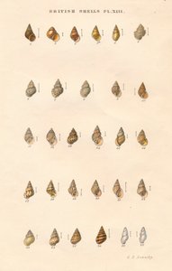 Britische Granaten, um 1859 von George Brettingham Sowerby