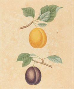Zwei Pflaumen