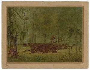 Ein Kampf mit Pekaris - Karibik von George Catlin