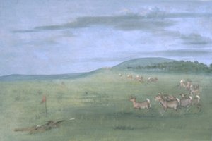 Antilopenjagd, angelockt
