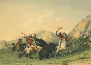 Angriff auf den Grizzlybären