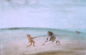 Das wilde Pferd zähmen