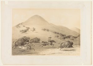 Büffeljagd, Verfolgung--Nr. 6