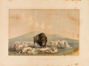 Büffeljagd, Weiße Wölfe greifen einen Büffelbullen an--Nr. 10 von George Catlin