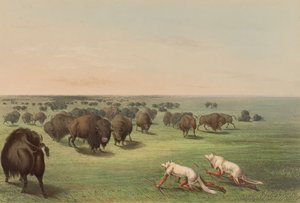 Büffeljagd, mit Wolfshaut, Tafel 13 aus dem Nordamerikanischen Indianer-Portfolio