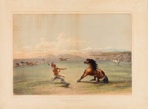 Das wilde Pferd fangen--Nr. 4 von George Catlin