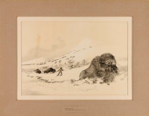 Sterbender Büffel von George Catlin