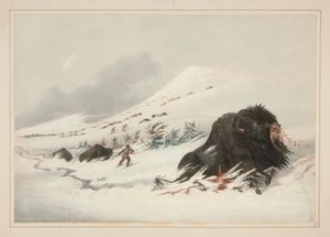Sterbender Büffelbulle im Schneeverwehung, pl. 17 aus dem Nordamerikanischen Indianer-Portfolio von George Catlin
