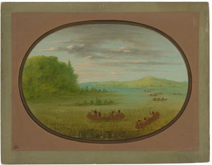 Wildreis sammeln - Winnebago
