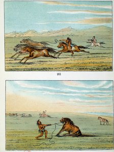 Indianer Amerikas: Wie man Wildpferde fängt. Illustration von George Catlin (1794-1872) von George Catlin