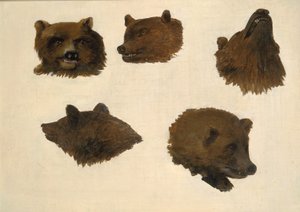 Porträts von zwei Grizzlybären, aus dem Leben, 1839-1840 von George Catlin
