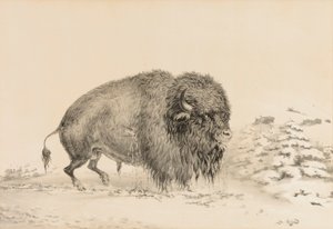 Schwer verwundeter Büffel--Nr. 16 von George Catlin