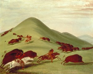 Die Büffeljagd