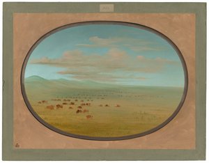 Wilde Rinder weiden auf der Pampa del Sacramento von George Catlin