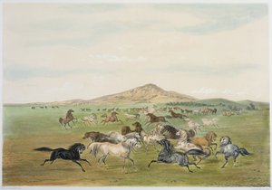 Wilde Pferde beim Spielen von George Catlin