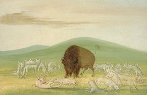 Verwundeter Büffelbulle umgeben von weißen Wölfen