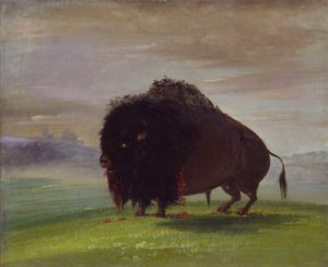 Verwundeter Büffel, der sein Blut über die Prärien streut, 1832-1833 von George Catlin