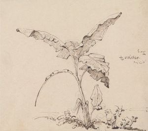 Ziegen unter einem Bananenbaum von George Chinnery