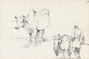 Studien von indischen Rindern von George Chinnery