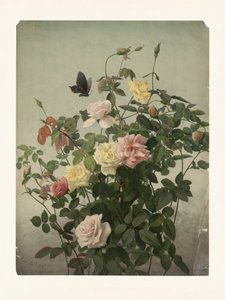 Rosen von George Cochran Lambdin
