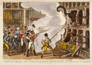 Zerstörung des wütenden Elefanten im Exeter Change, 1826 von George Cruikshank