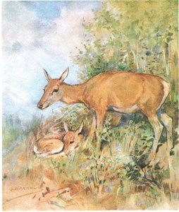 Sie hatte immer ein gemütliches Bett für ihn im Gras oder Farn bereit