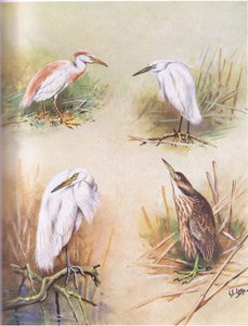 Rinderreiher, Seidenreiher, Silberreiher, Amerikanischer Rohrdommel