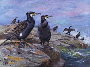 Kormoran (Lithografie) von George Edward Lodge