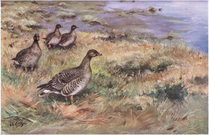 Waldsaatgans von George Edward Lodge