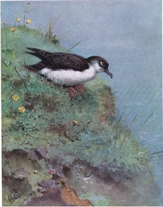 Manx-Sturmtaucher