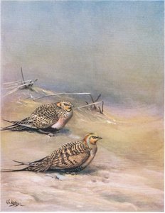 Steppenhuhn