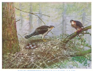 Sperber, Illustration aus 