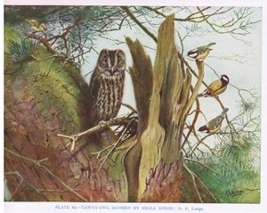 Waldkauz von kleinen Vögeln belästigt, Illustration aus 