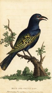 Afrikanischer Glanzstar, Lamprotornis-Arten (Gravur) von George Edwards