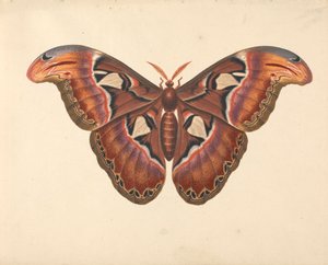 Atlas-Motte von George Edwards