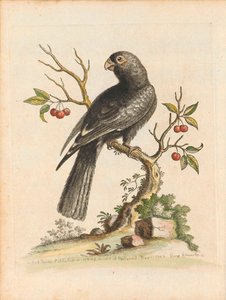 Vögel I Singapur Tafel 5 von George Edwards