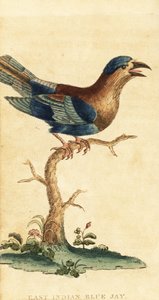 Indischer Roller, Coracias benghalensis von George Edwards