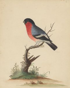 Rotbrüstiger Vogel von George Edwards