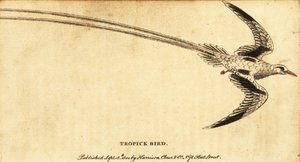 Rotfußtropikvogel, Phaethon aethereus (Gravur) von George Edwards