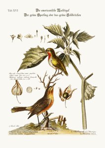 Die amerikanische Nachtigall. Der grüne Sperling oder grüne Kolibri, 1749-73