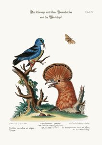 Der Schwarz- und Blaukriecher und die Wiedehopfhenne, 1749-73