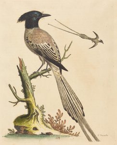 Der schwarz-weiße Haubenparadiesvogel von George Edwards