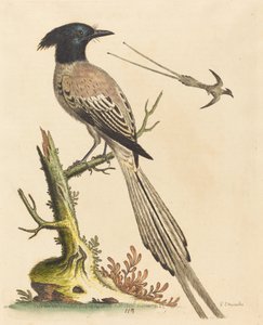 Der Schwarz-Weiß-Kronenvogel des Paradieses, veröffentlicht 1743