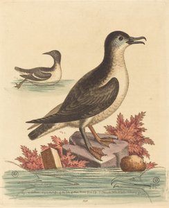 Die Trottellumme und der Papageitaucher der Isle of Man