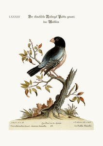 Der Reisvogel von George Edwards