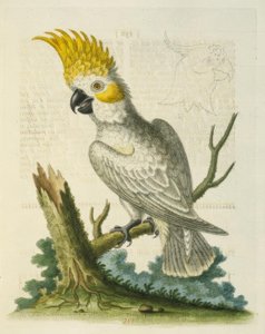 Der Kleine Weißkakadu mit Gelbem Kamm von George Edwards