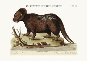 Das Stachelschwein aus der Hudson